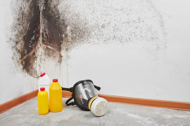 Best DIY Mold Remediation Support Services in Terrell Hills, TX