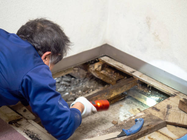 Best Residential Mold Remediation in Terrell Hills, TX
