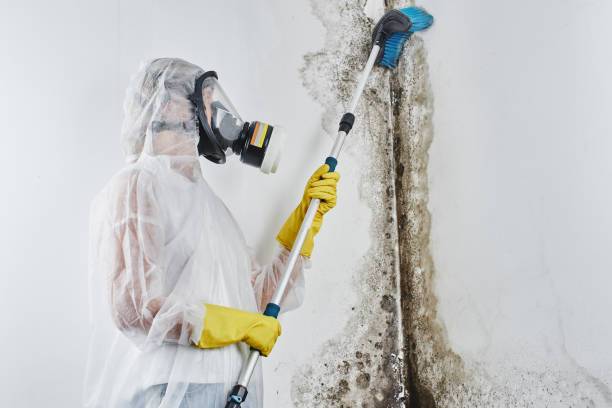 Best Emergency Mold Remediation in Terrell Hills, TX