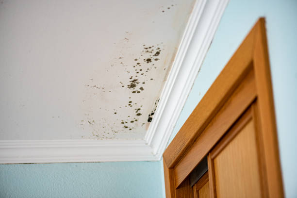 Best Mold Remediation for Specific Building Types in Terrell Hills, TX