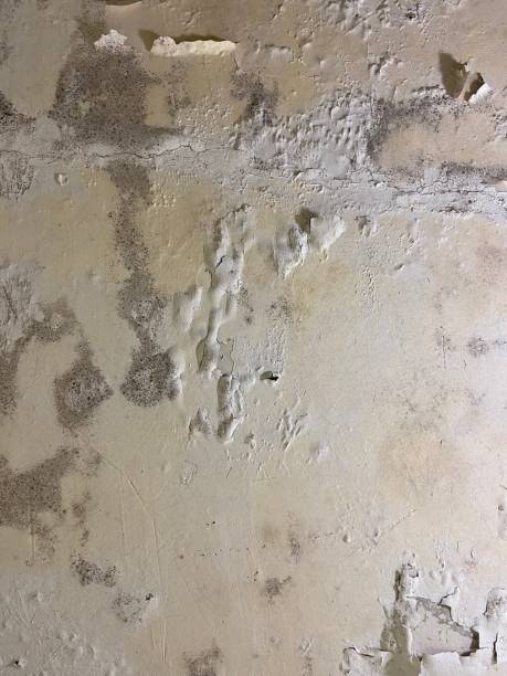 Best DIY Mold Remediation Support Services in Terrell Hills, TX