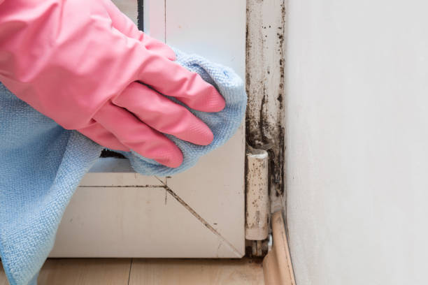 Best Localized Mold Remediation (e.g., coastal areas, humid climates) in Terrell Hills, TX