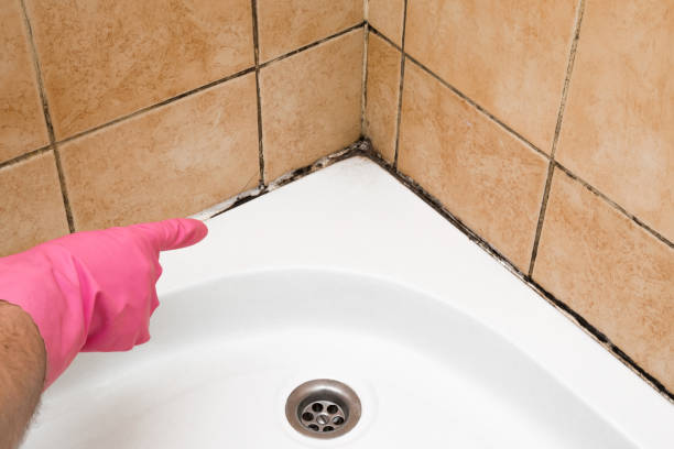 Best White Mold Remediation in Terrell Hills, TX